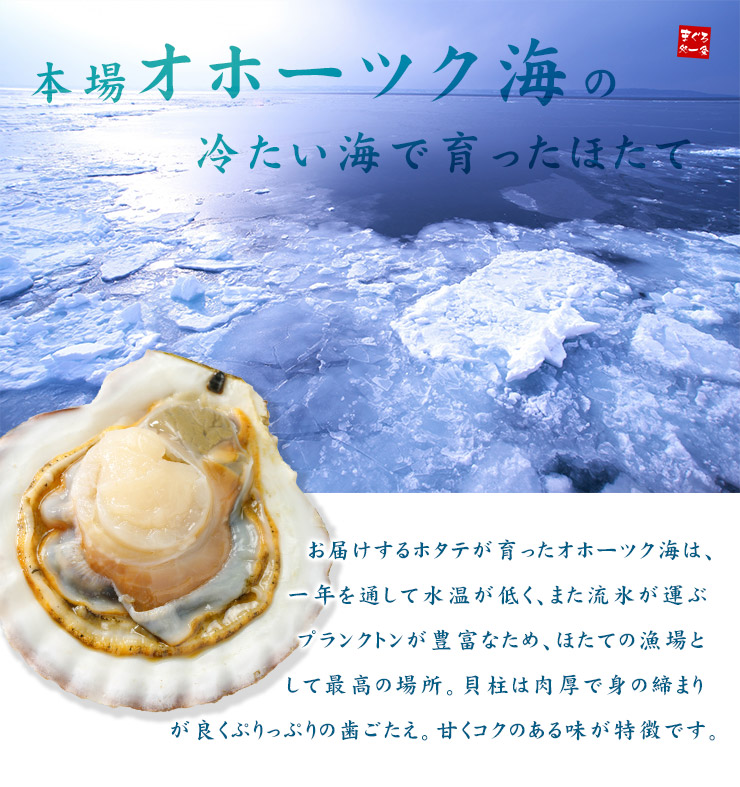 北海道産 生ホタテ 貝柱 300g×3パック [生ほたて300g-3p]