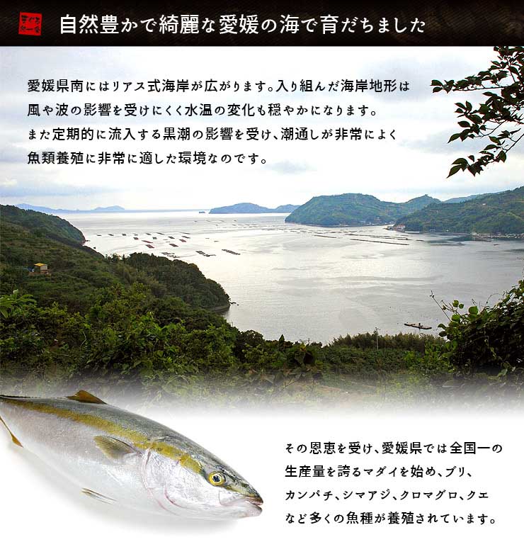 訳あり 真鯛 ぶつ切り 200g お刺身用 国産マダイ 形不揃い [真鯛ブツ切り200g]