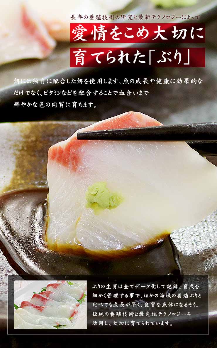 訳あり お刺身用 国産ぶり ブツ切り 200g 養殖ぶり 不揃い 筋のある訳あり品 [ぶりブツ切り200g]超速（ちょうそく）発送 1-3営業日以内に発送予定 土日祝除く