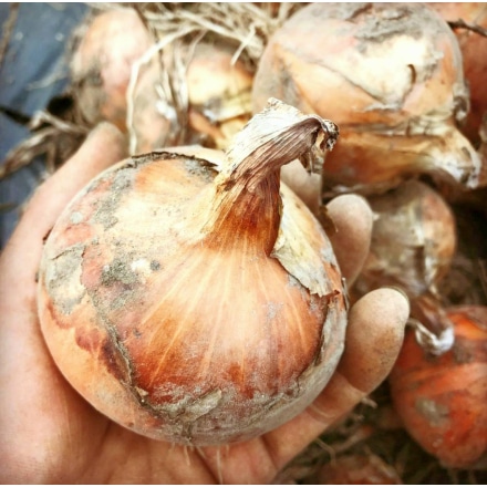 佐々木ファーム 季節野菜と味噌のスペシャルセット～自然とともに生きる～Farm Blessing