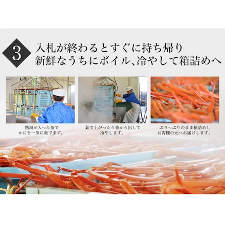 鳥取県 境港産 ボイル 紅ずわい蟹 A級 3尾 セット 1尾あたり 約300～390g