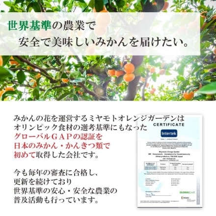 訳あり 愛媛みかん 大玉 5kg（L～3Lサイズ）20個から30個程度