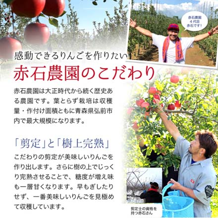 訳あり 青森県産 葉とらずふじりんご 2.5kg 東北ECグローバル