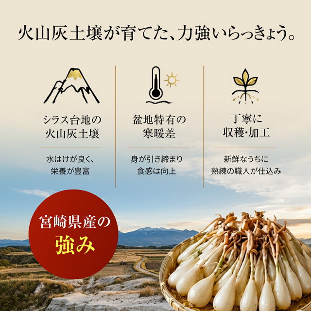 宮崎産 らっきょう 甘酢 80g×3袋 甘酢漬け 国産 ご飯のお供 酒の肴