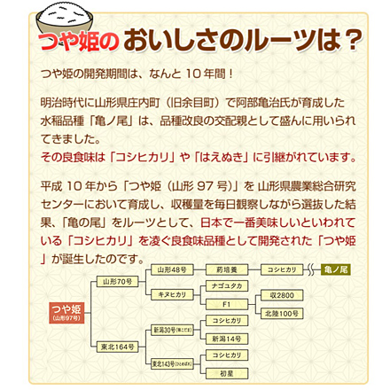 新米 玄米 山形県産 つや姫 6kg 2kg×3袋 特別栽培米 令和6年産