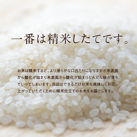 タマチャンショップ 都城ふるさと米 精白米 20kg 令和6年産