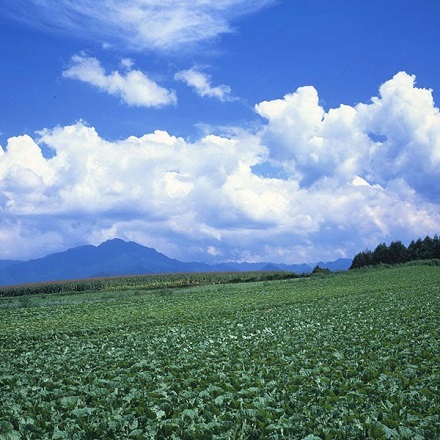 JA全農長野 ゴールドパック 信州・安曇野 野菜ジュース GABA 機能性表示食品 190g×30本