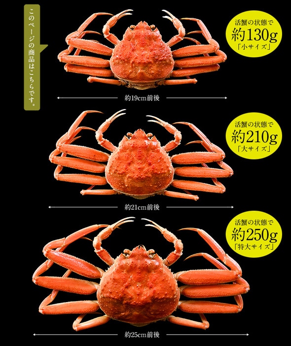セイコガニ 小サイズ 5尾 越前 松葉