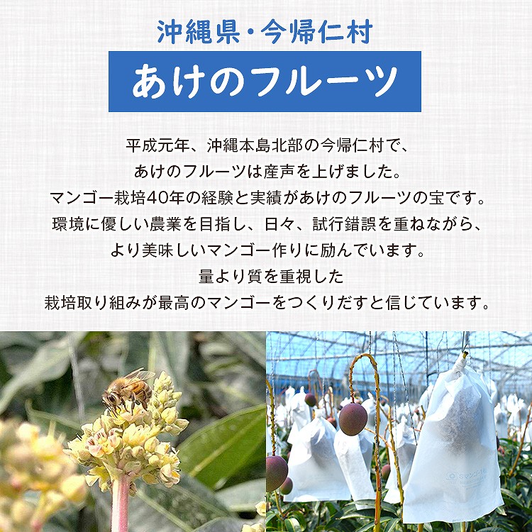 マンゴー 沖縄 完熟マンゴー 贈答用 1kg 2ー3玉 今帰仁村 ギフト あけのフルーツ アップルマンゴー アーウィン種 冷蔵便 同梱不可 指定日不可