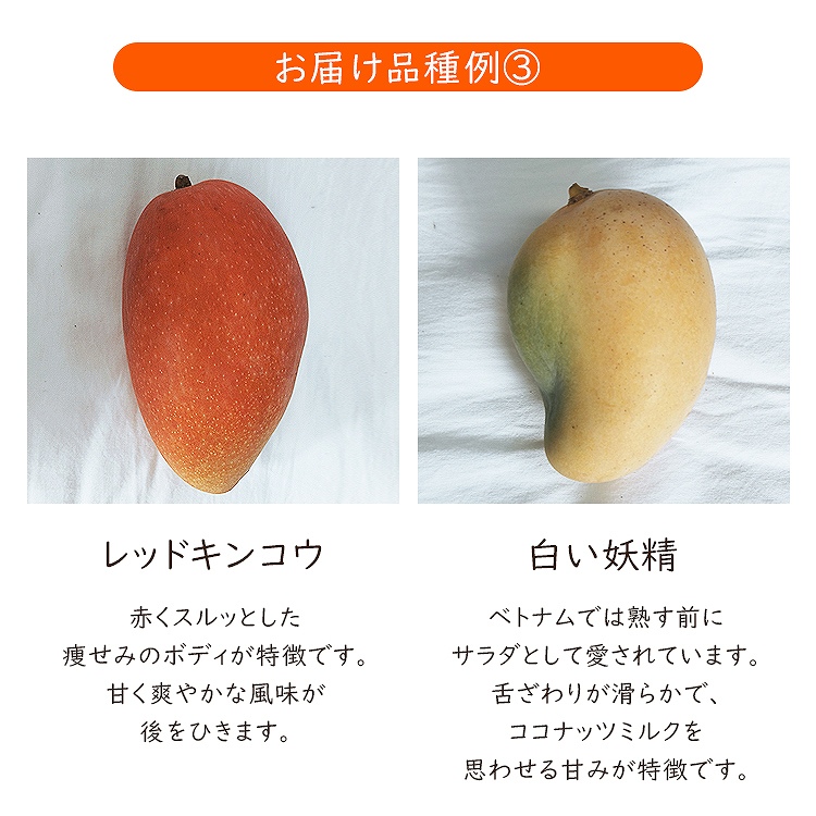 ミニマンゴー 1kg 沖縄県産 1ー3種程度 ご家庭用 マンゴー 冷蔵便 同梱不可 指定日不可