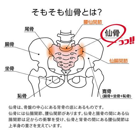 コシレッチ コシレッチ レッド