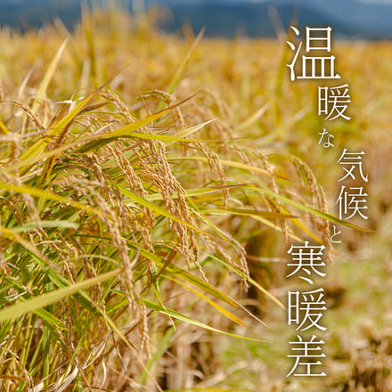 分割配送 【 熊本県産 コシヒカリ 白米 30kg 】 速攻出荷 令和7年産