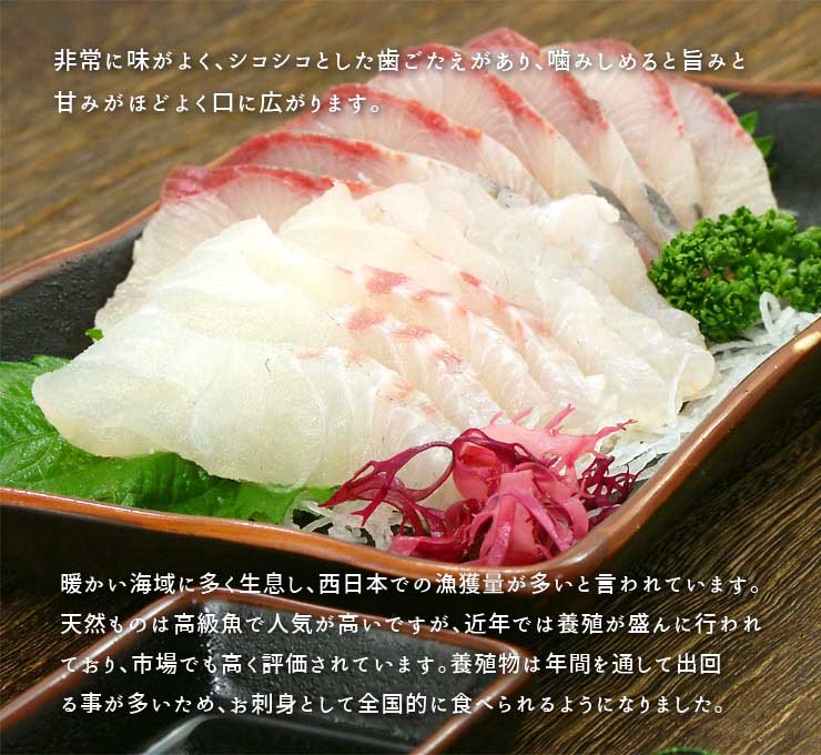 訳あり 真鯛 ぶつ切り 200g お刺身用 国産マダイ 形不揃い [真鯛ブツ切り200g]