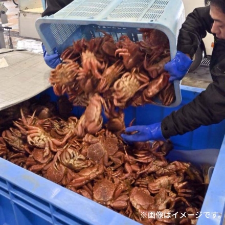 北海道産毛ガニ700ｇ（2杯）