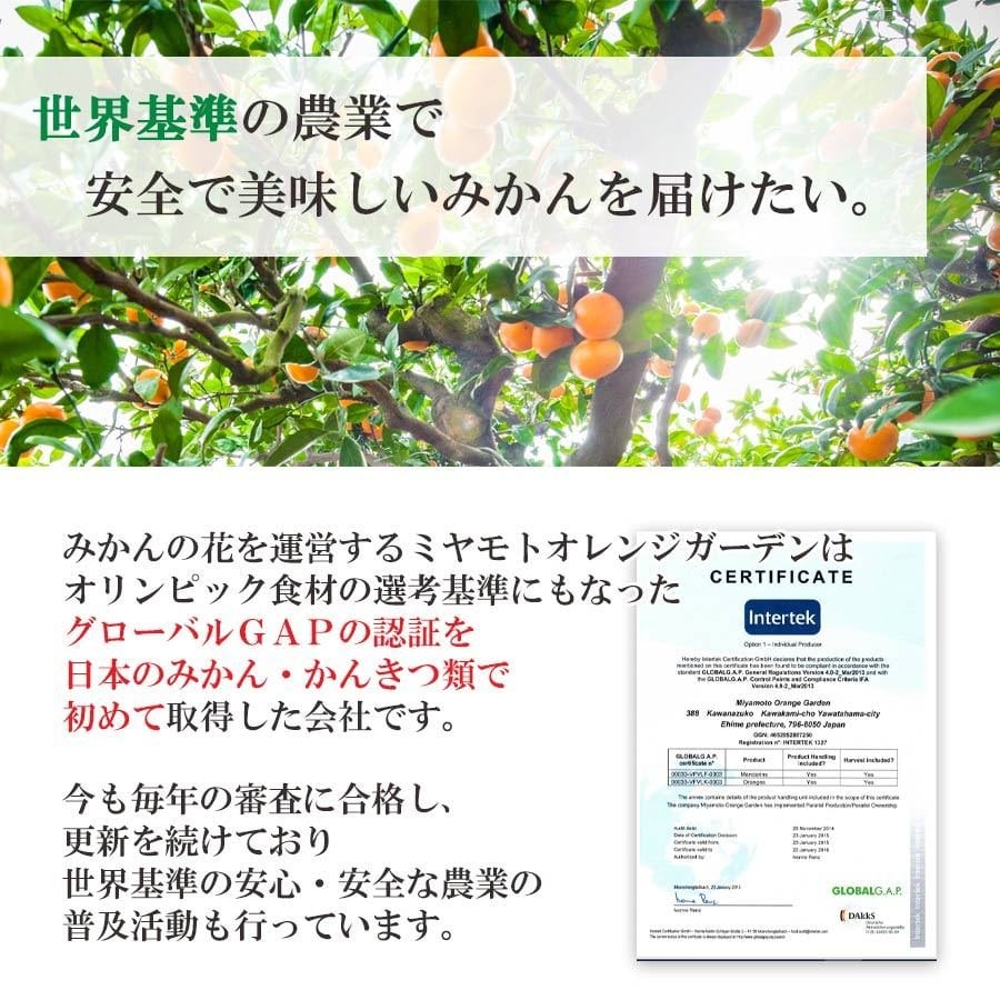 訳あり 愛媛みかん 小玉 5kg（3S～Sサイズ）50個から80個程度