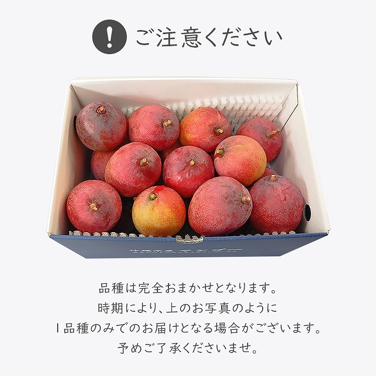 ミニマンゴー 1kg 沖縄県産 1ー3種程度 ご家庭用 マンゴー 冷蔵便 同梱不可 指定日不可