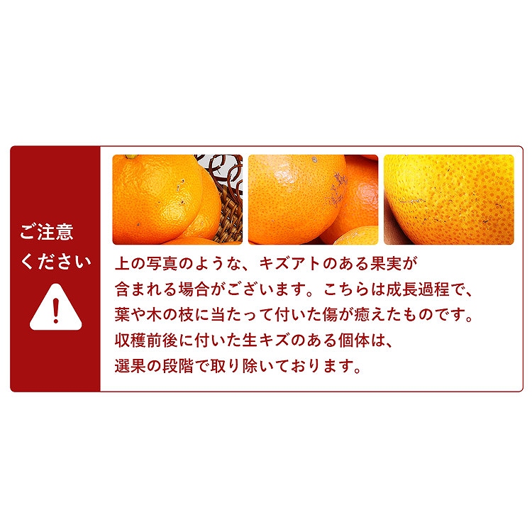 紅まどんな 5kg 愛媛県産 ご家庭用 17ー31玉程度 Mー3Lサイズおまかせ 良品以上 みかん JAえひめ中央 常温便 同梱不可 指定日不可 ミカン 蜜柑 柑橘