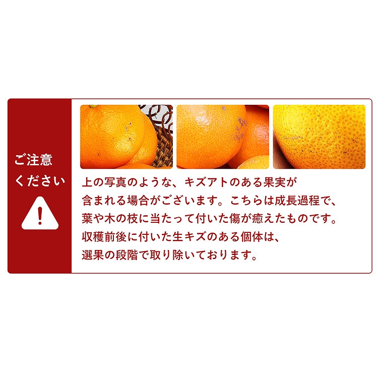 紅まどんな 1.3kg 愛媛県産 ご家庭用 手土産 6ー10玉程度 Mー2Lサイズおまかせ 良品以上 みかん JAえひめ中央 常温便 同梱不可 指定日不可 ミカン