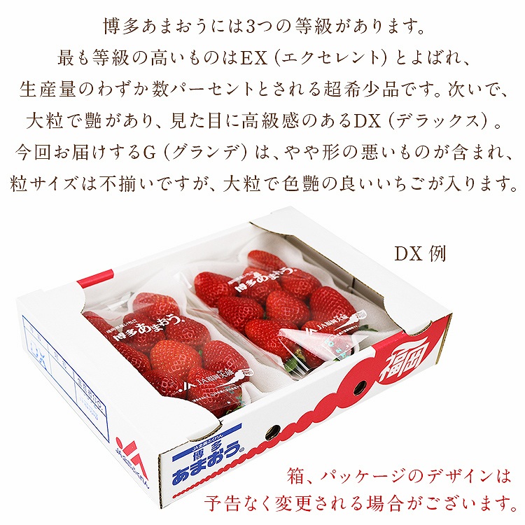 あまおう いちご 福岡 ご家庭用 G 2パック 約520g (1パック約260g) 博多あまおう 冷蔵便 同梱不可 指定日不可