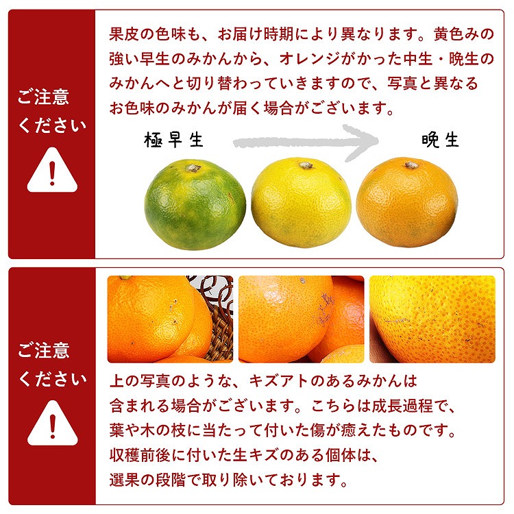 みかん 6kg (3kg×2箱) 味咲みかん 品種おまかせ 秀品 熊本県産 植木町 早生 中生 晩生 蜜柑 ミカン 常温便 同梱不可 指定日不可