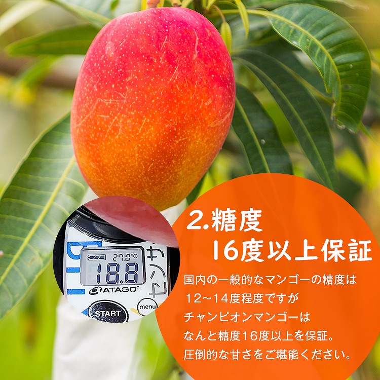 マンゴー 1.2kg以上 (2ー3玉程度) 台湾産 ピントン産 台湾から直送 チャンピオンマンゴー 糖度16度以上 産直 同梱不可 指定日不可