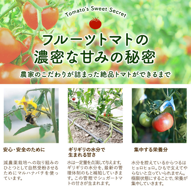 【26包】高知県日高村のフルーツトマト入りスープ