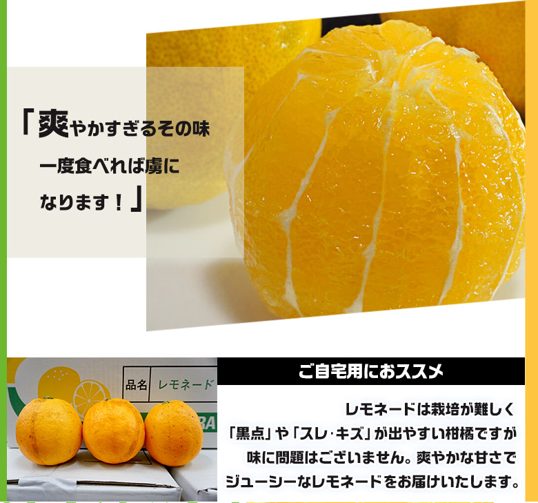 【2/23から出荷開始】 静岡県産柑橘 「レモネード」 2S-Lサイズ 約2.5kg 簡易箱 ※常温