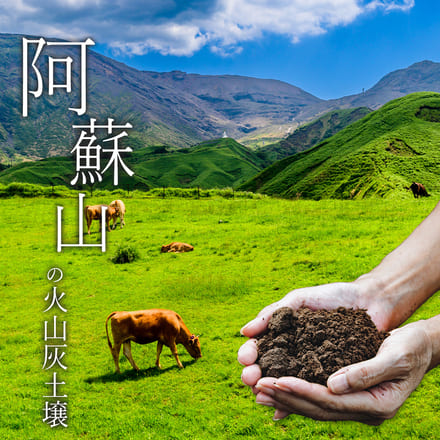 オープン記念特別価格!【 熊本県産 コシヒカリ 無洗米 20g 】 速攻出荷 令和7年産 1-3営業日以内に発送予定（土日祝除く）