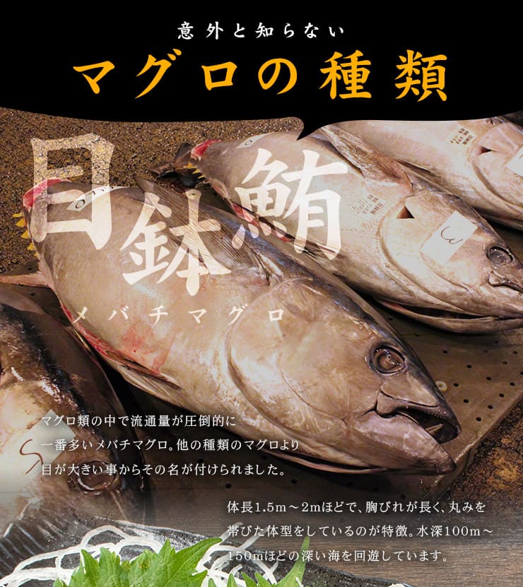 訳あり 天然マグロ トロ＆赤身セット 700g 解凍レシピ付 [バチ中赤700g]