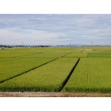 雪温精法 新潟県産つきあかり 10kg 令和5年産