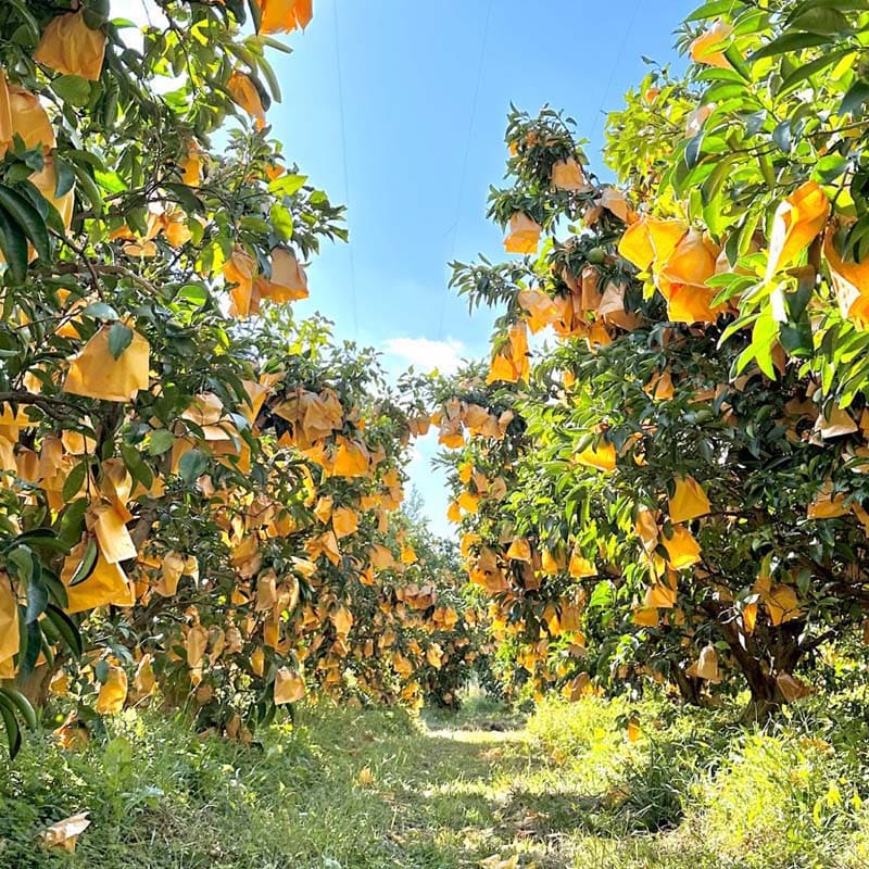 贈答用 夏小夏（ナツコナツ）1.5ｋｇ 送料込み