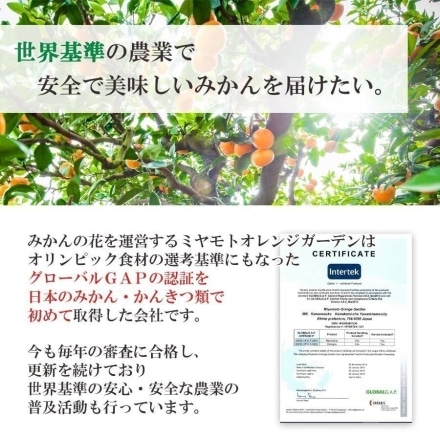 愛媛産 河内晩柑 秀品 7.5kg