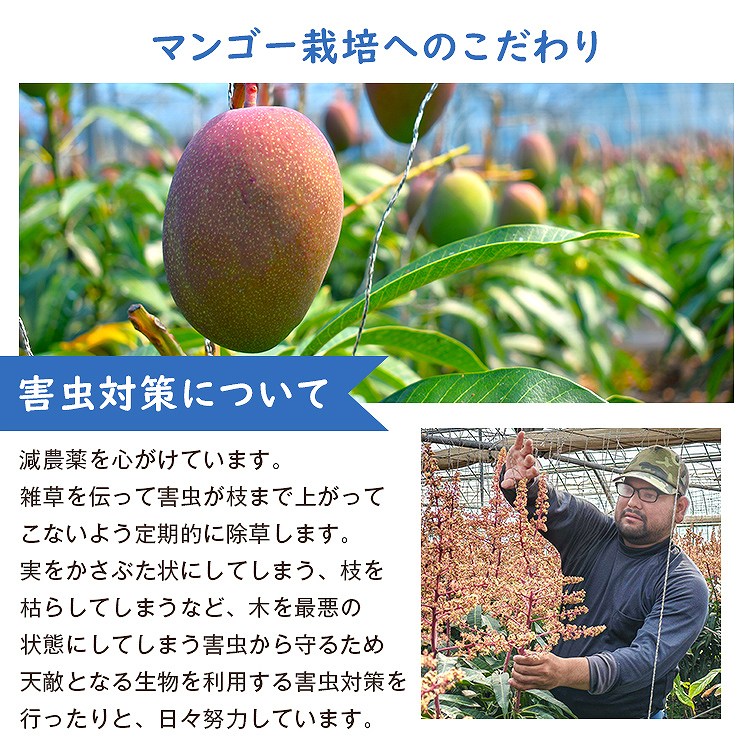 マンゴー 沖縄 完熟マンゴー 贈答用 1kg 2ー3玉 今帰仁村 ギフト あけのフルーツ アップルマンゴー アーウィン種 冷蔵便 同梱不可 指定日不可