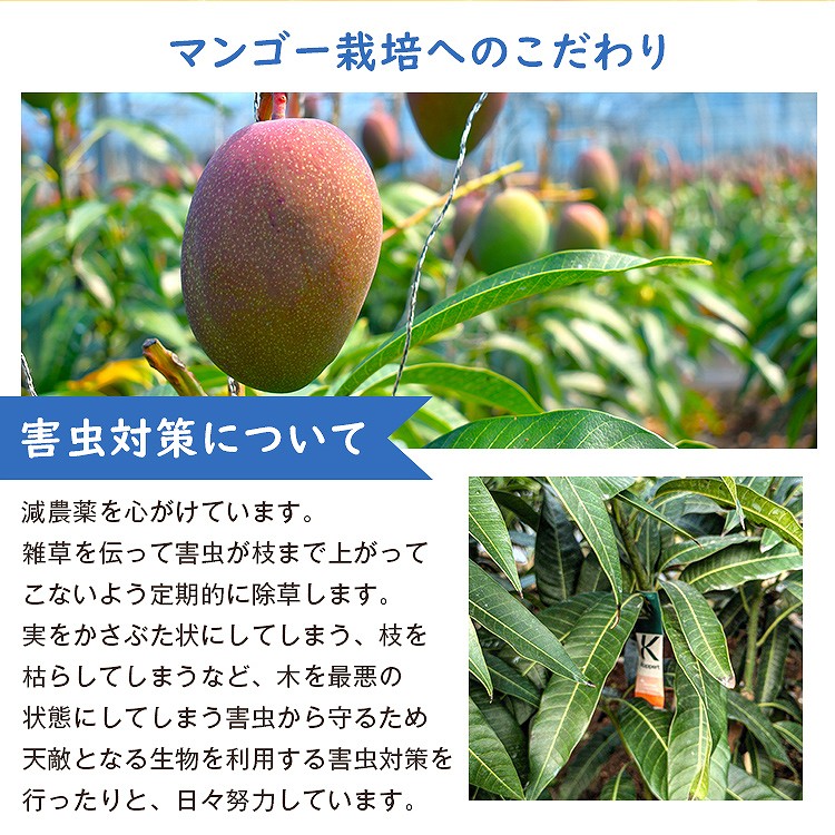 ミニマンゴー 1kg 沖縄県産 1ー3種程度 ご家庭用 マンゴー 冷蔵便 同梱不可 指定日不可