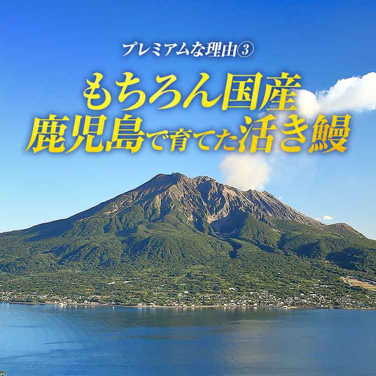 国産 鹿児島県産 うなぎ 無投薬 2尾 ( 約180g×2 )