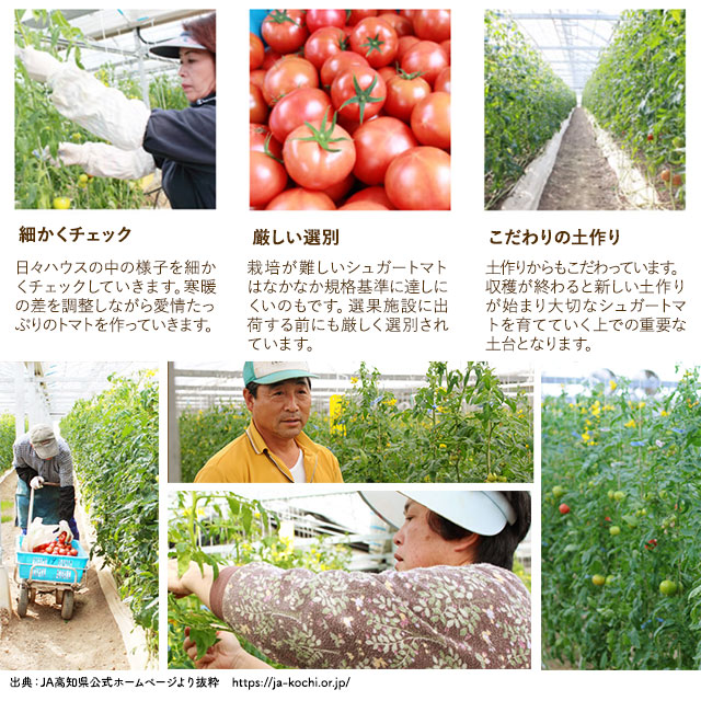 【26包】高知県日高村のフルーツトマト入りスープ