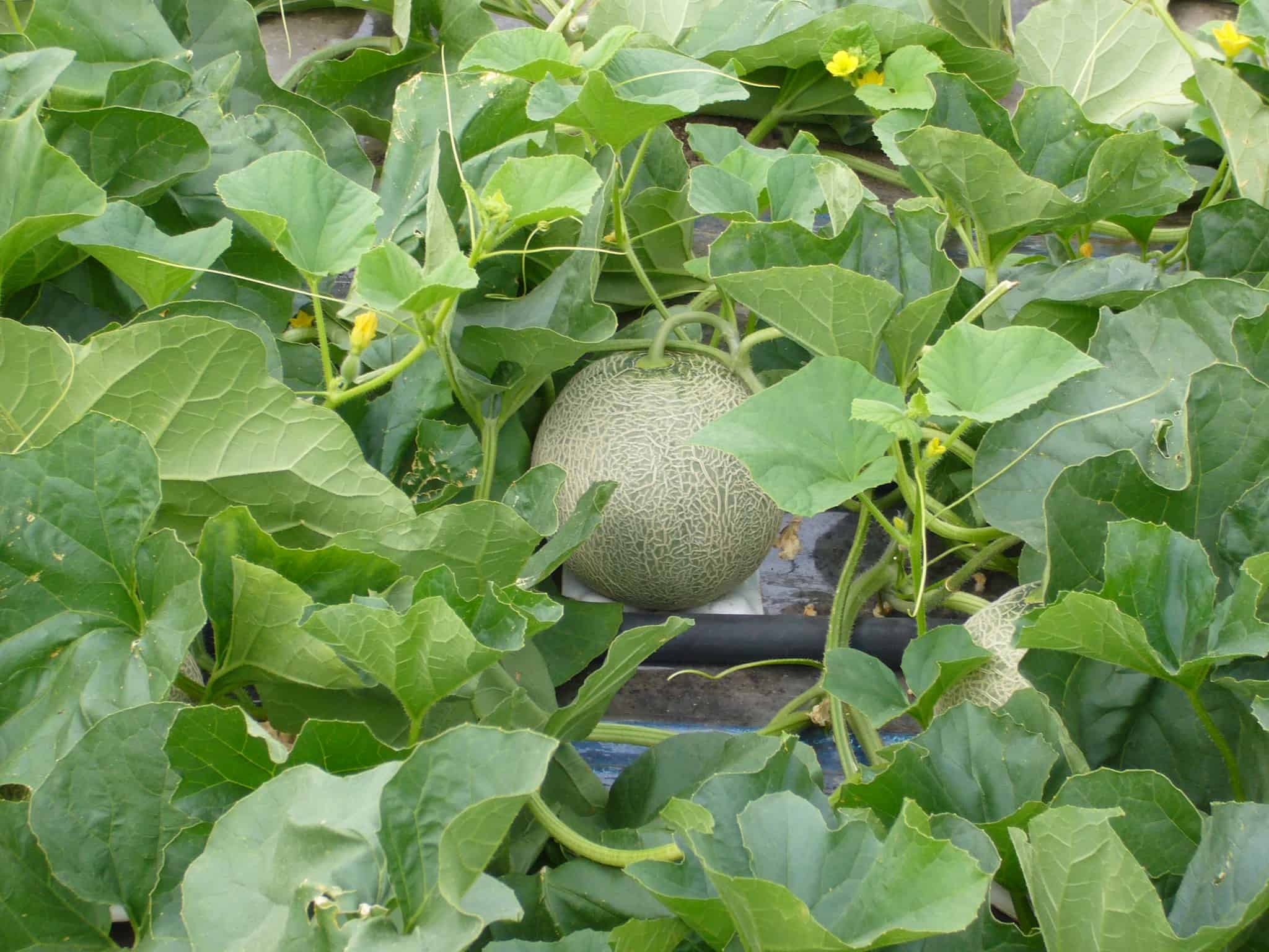 【出荷時期7月上旬～9月上旬まで(受付8/30終了)】富良野メロン1玉 0000-020001