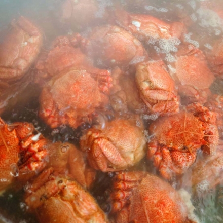 北海道産毛ガニ700ｇ（2杯）