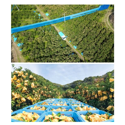 贈答用 夏小夏（ナツコナツ）1.5ｋｇ 送料込み