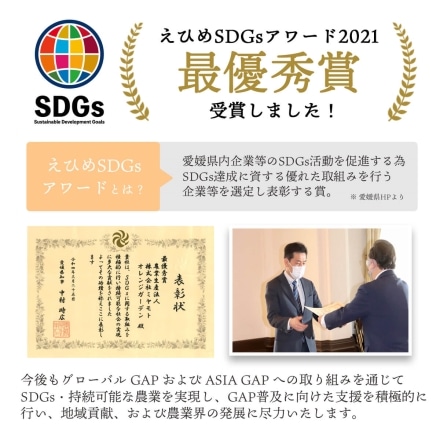 【2025年2月下旬出荷予定】訳あり 愛媛産 せとか 2kg