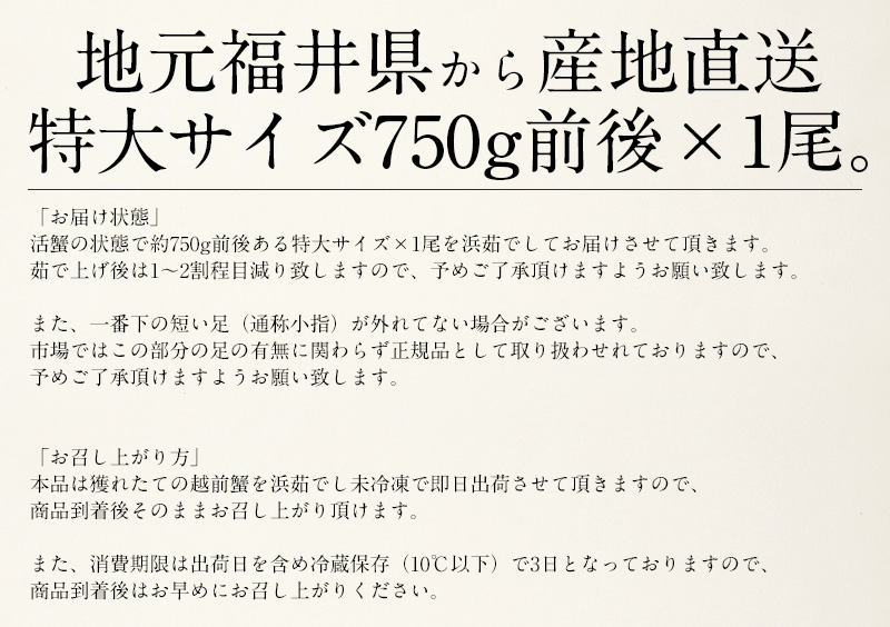 越前ガニ 750g ×1尾 特大サイズ