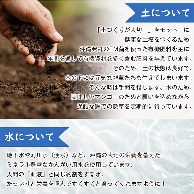 マンゴー 沖縄 完熟マンゴー 贈答用 1kg 2ー3玉 今帰仁村 ギフト あけのフルーツ アップルマンゴー アーウィン種 冷蔵便 同梱不可 指定日不可