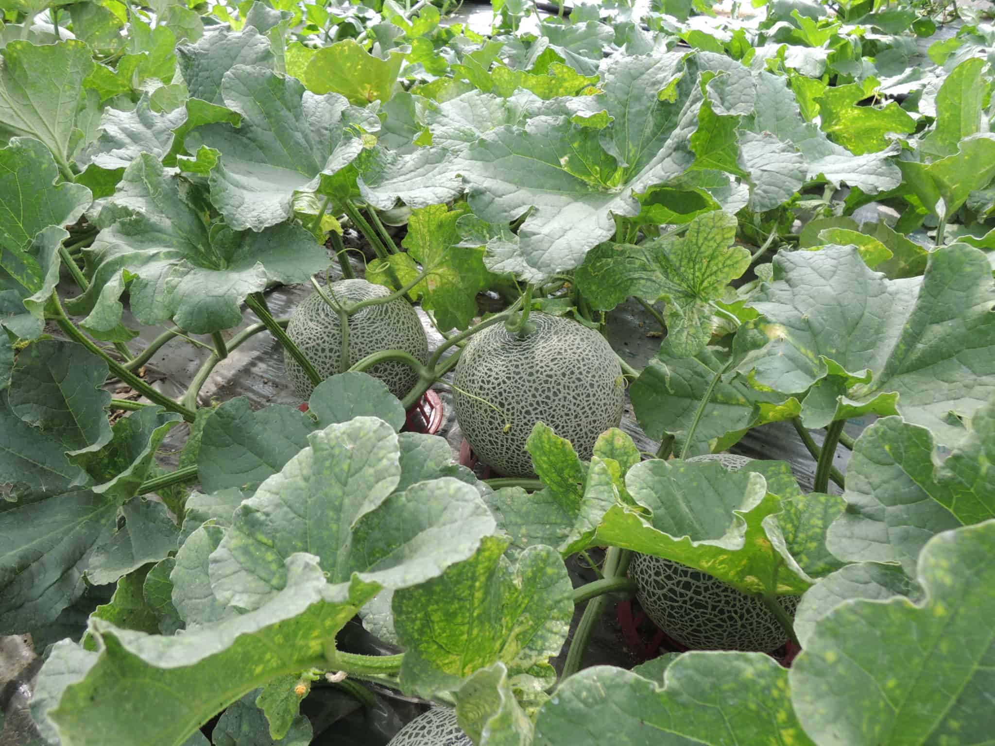 【出荷時期7月上旬～9月上旬まで(受付8/30終了)】富良野メロン1玉 0000-020001