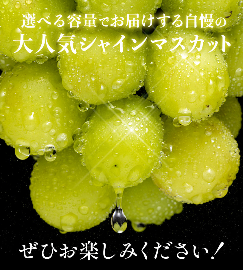 【予約販売】岡山県産 晴王 シャインマスカット 約2.0kg 3房 種なし 皮ごと食べられる 9月上旬-9月下旬頃出荷
