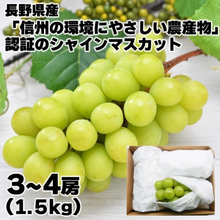 【こちらの商品は9月20日～10月20日の間にお届けします】 長野県「 信州の環境にやさしい農産物 」認証のシャインマスカット 1.5kg（3~4房）