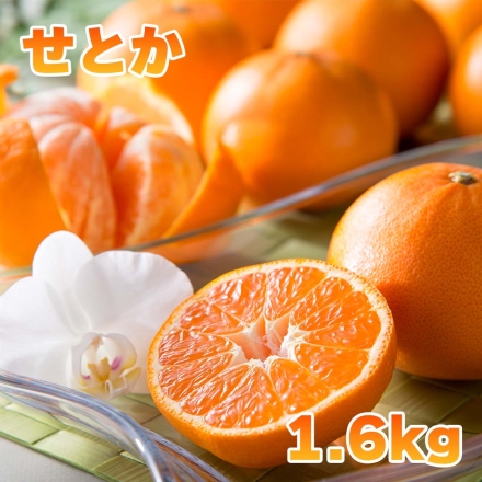 せとか1.6ｋｇ 送料込み