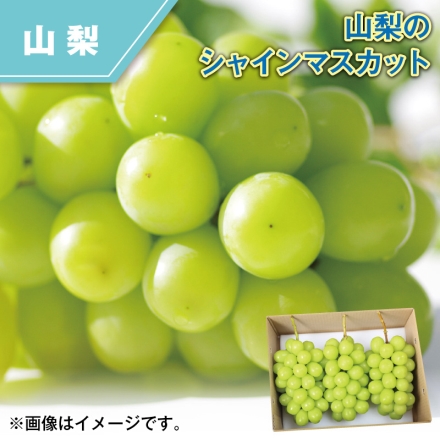 山梨のシャインマスカット 1.5kg（2～4房）