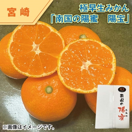 極早生みかん 南国の陽蜜 「 陽宝 」（糖度12度以上） 2.6kg