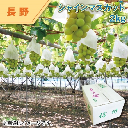 シャインマスカット 2ｋｇ