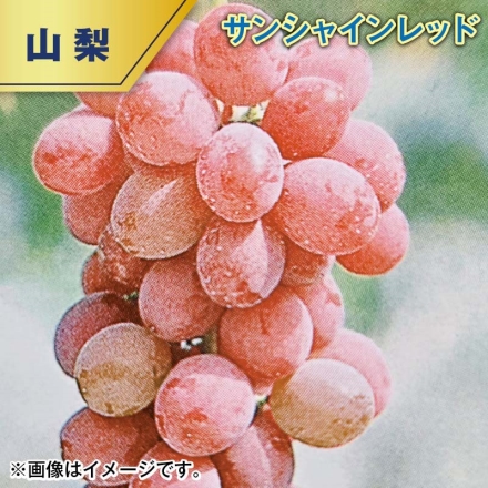 サンシャインレッド 1.2kg（2～3房）